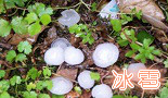 无图片
